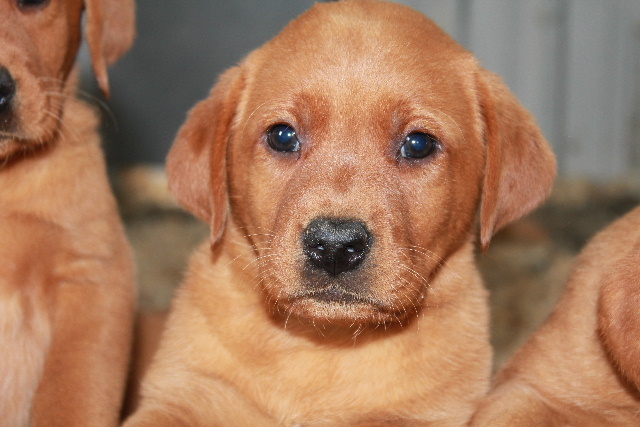 Fox Red Lab Puppy